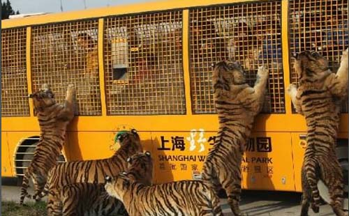 上海野生动物园攻略  上海野生动物园票价是多少