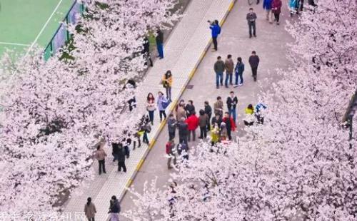 2018年武汉看花的地方有哪些 武汉周边赏花地点推荐