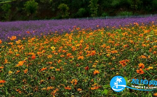 杭州春天赏花地点有哪些 2018杭州赏花攻略
