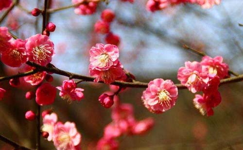 2018杭州孤山赏梅攻略（花期+地址+交通）