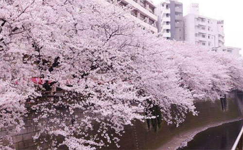 2018武汉大学哪里有樱花 武汉大学有樱花的地方在哪里