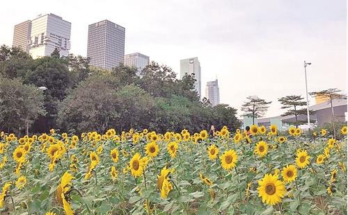 深圳市民中心向日葵在哪里 坐什么车去