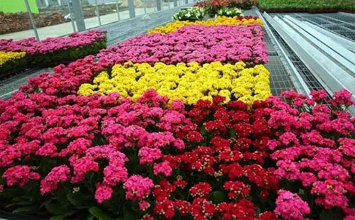 2018上海金山田野百花节有哪些品种的花