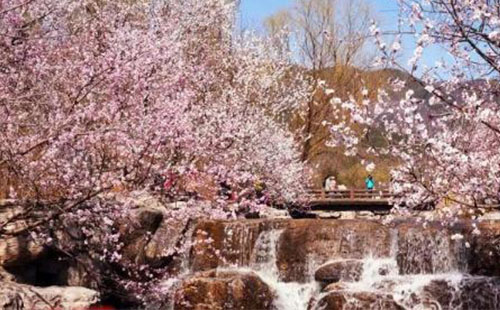 2018北京植物园桃花节限行吗 北京植物园桃花节怎么去/交通攻略