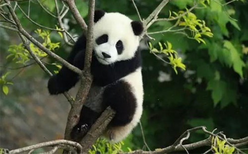 2018六一儿童节大熊猫繁育野放研究基地门票优惠信息