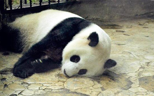 成都大熊猫繁育研究基地里面有哪些景点