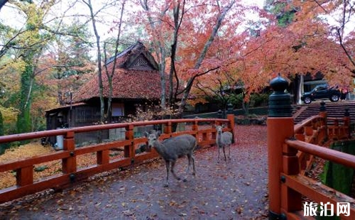 奈良一日游怎么安排为好 奈良旅游必去景点
