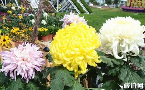 2018乌鲁木齐市植物园菊花展送菊花吗