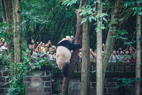去成都哪里看熊猫 成都熊猫基地怎么走
