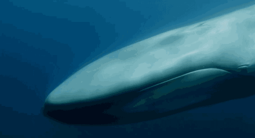 斯里兰卡观鲸攻略 附斯里兰卡观鲸最佳时间+值得去吗+注意事项