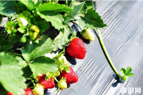 武汉市区摘草莓的地方 武汉什么时候摘草莓