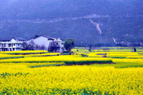 贵州2019年上哪赏花 贵州赏花攻略