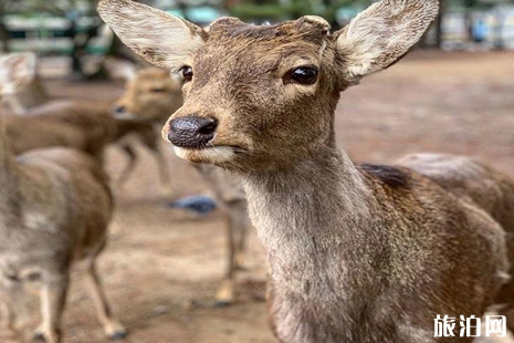 从大阪怎么到奈良喂鹿+鹿饼购买 奈良喂鹿的地方在哪里