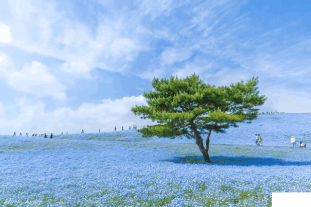 日立海滨公园在哪里 日立海滨公园的花海花期+粉蝶花攻略