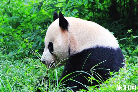 成都大熊猫繁育研究基地 成都大熊猫繁育研究基地门票 成都大熊猫繁育研究基地游玩攻略