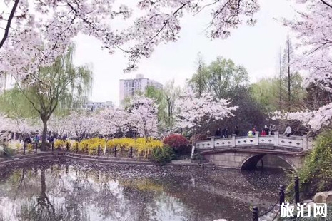 2019上海赏樱花的地方整理