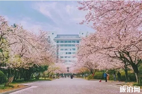 2019南林大樱花节3月18日至3月31日