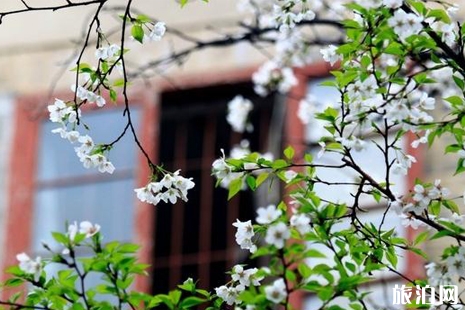 武汉大学 武汉大学樱花结束时间 武汉大学旅游攻略