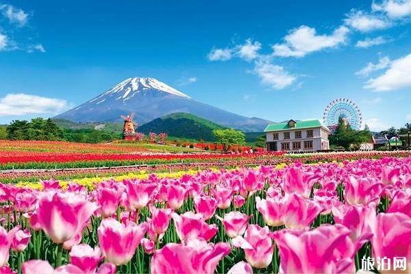2019日本富士山年度郁金香节活动