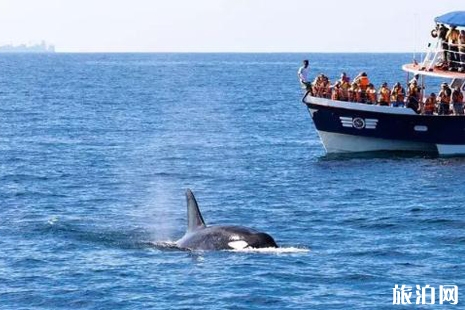 五一斯里兰卡能观鲸吗+价钱 五一斯里兰卡景点推荐