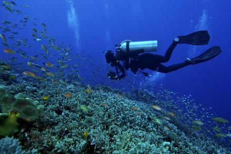 潜水有几种类型 什么是自由潜水