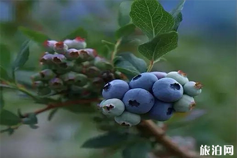 2019崂山蓝莓采摘 附价格信息
