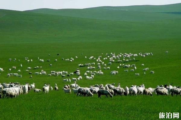 内蒙古草原每年什么时候变绿