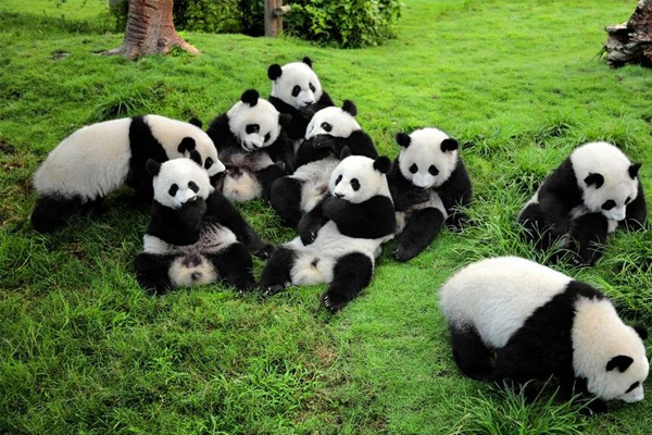 成都大熊貓繁育研究基地門票 大熊貓基地旅游攻略