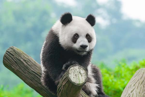重庆哪里有大熊猫可以看 重庆能看熊猫吗