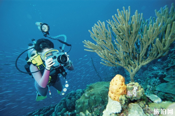 浮潜 水肺潜水和自由潜水的区别是什么
