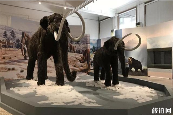 2019暑假河北博物馆冰河巨兽猛犸象展览介绍