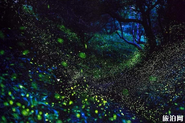 南京哪里可以看到萤火虫 萤火虫几月份出现