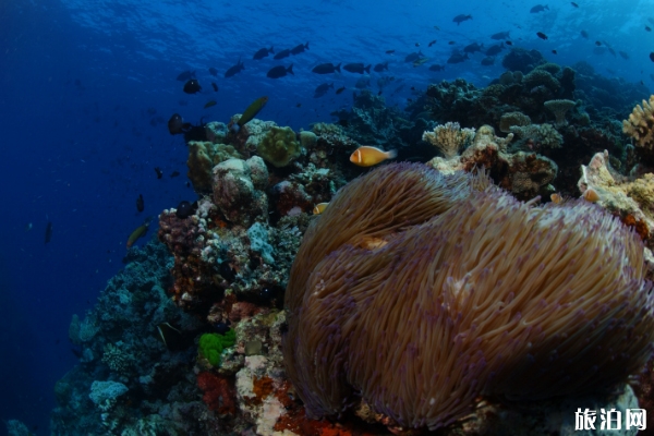 巴厘岛附近其它岛潜水 巴厘岛深潜哪里好