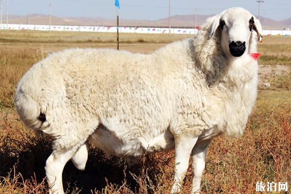 亚布力涮羊肉介绍 亚布力涮羊肉的特色