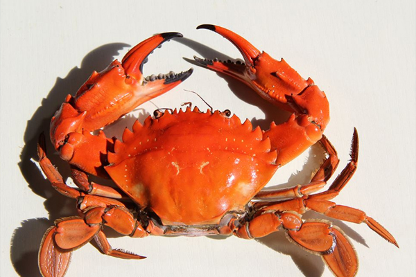 如何挑选螃蟹肥瘦 死螃蟹能吃吗有没有毒