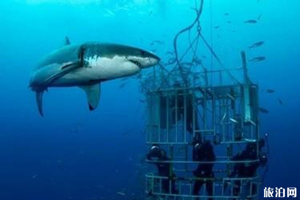 在南非如何预订鲨笼潜水+价格+地点
