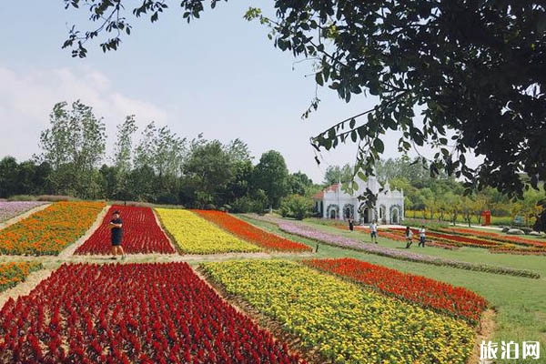 杭州湾海上花田景区门票多少钱+在哪里 杭州湾海上花田景区好玩吗