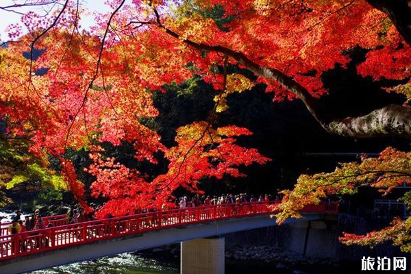 十一月去日本冷不冷 十一月去日本旅游好吗