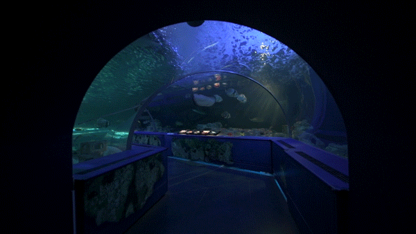 品川水族馆游玩攻略 品川水族馆有什么好玩的项目