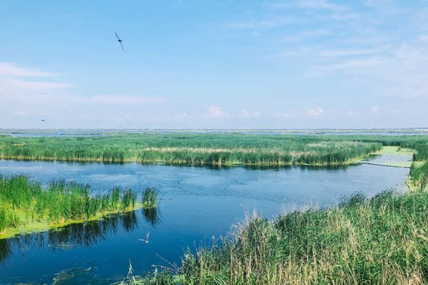 龙凤湿地