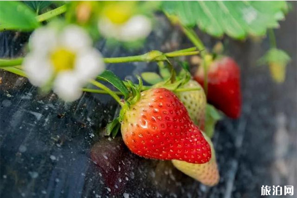 银川冬季草莓采摘园推荐