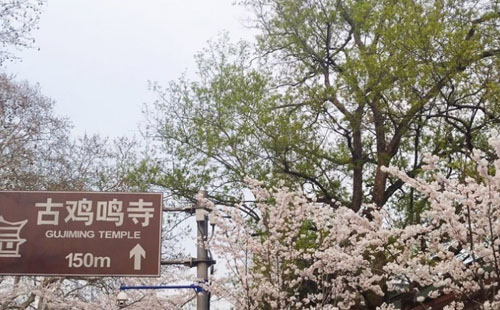 2022南京鸡鸣寺樱花开放时间 附预约观赏指南