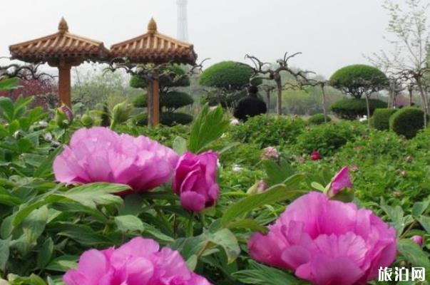 2024洛阳市中国国花园景区旅游攻略-门票价格-景点信息