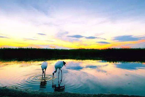 洪河国家级自然保护区