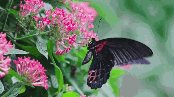 2020上海动物园蝴蝶展开放日期 上海动物园蝴蝶展活动介绍