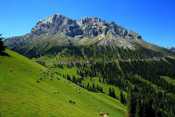 2024新疆白石峰国家森林公园游玩攻略-门票价格-景点信息