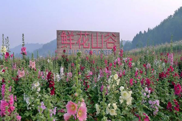 2024成都鲜花山谷旅游攻略-门票价格-景点信息