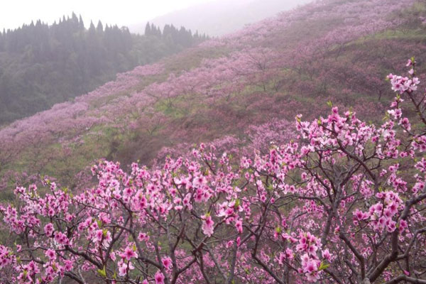 2024眉山丹棱·桃花源景区旅游攻略-门票价格-景点信息