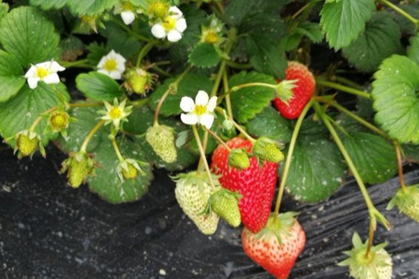 天津摘草莓的地方2021 天津摘草莓去哪里