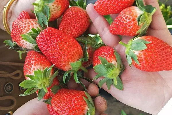 济南摘草莓的地方推荐2021 济南摘草莓好去处